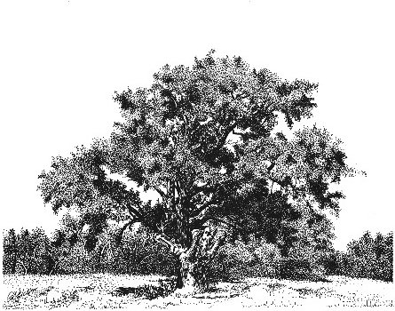 Live Oak